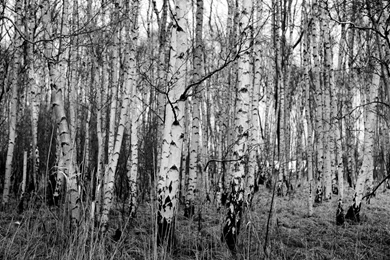 Black And White Birch Tree Wallpapers   Desktop Backgrounds