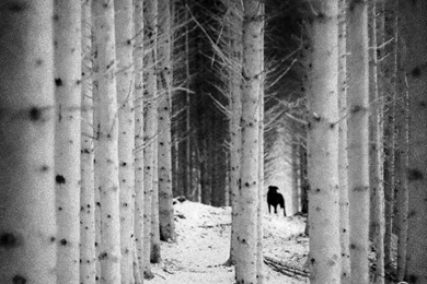 Wallpapers Dead Island – Wallpaper202