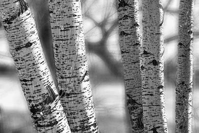 Birch Trees