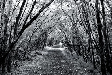 Forest Black And White