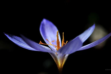 Spring   Flowers Wallpapers   1920 X 1080 Backgrounds 1920x1080 ...