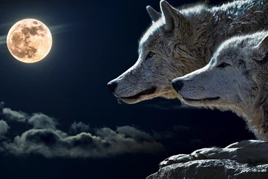 Wolves And Full Moon HD Wallpapers. 4K Wallpapers