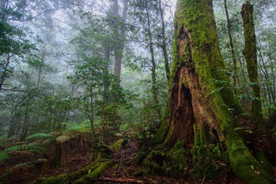 Tree Forest Nature Landscape Rock Hd Ultrahd 4k Wallpapers ...