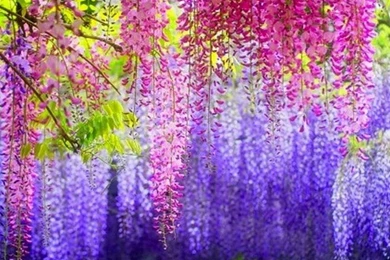 Purple Wisteria Wallpapers   (
