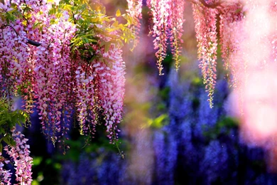 Wisteria Wallpapers