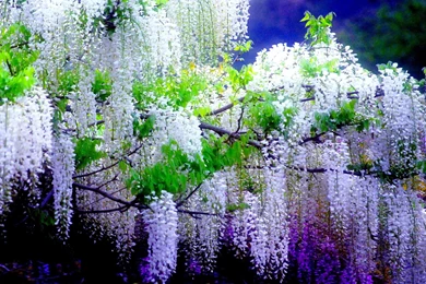 Wisteria Wallpapers >> Backgrounds With Quality HD