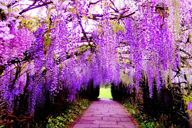 Wisteria Tunnel   (
