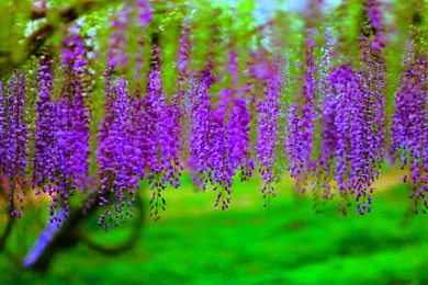 Wisteria Wallpapers   HD Wallpapers