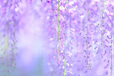 Wisteria HD Wallpapers 8 － Flower Wallpapers   Free Download ...