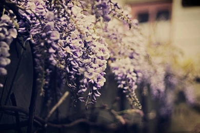 Wisteria