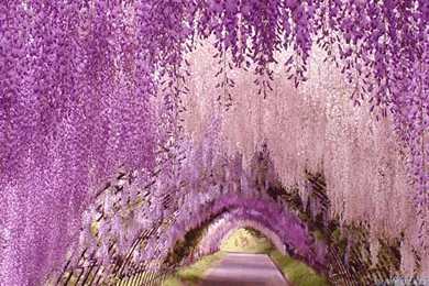 Wisteria Flower Top HD Wallpapers Id: 10442h   Pacify Mind