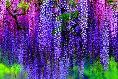 Colorful Wisteria Wallpapers   Wallpapers