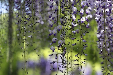 HD Wisteria Wallpapers   HD Wallpapers