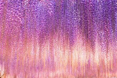 FLOWER SHOWER WALLPAPER   (
