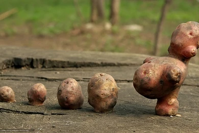 294773_vid_kartinka_prikol_neobychno_oboi_1920x1200_www.Gde Fon.com.jpg