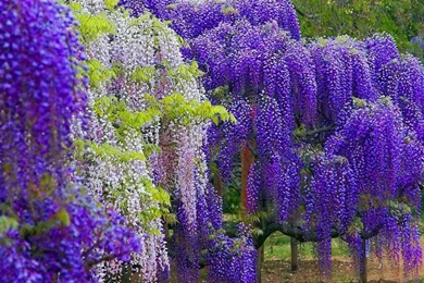 WISTERIA TREES WALLPAPER   (