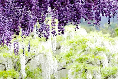 Wisteria   HD Wallpapers