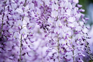 605D56 Color Wallpapers: Wisteria Pink Skin Purple Flower Flori HD ...