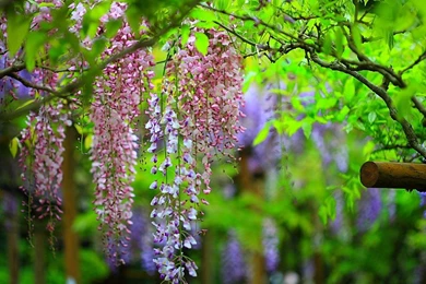 Beautiful Wisteria   HD Wallpapers