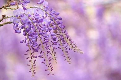 Flowers Branch Lilac Wisteria Bokeh H Wallpapers