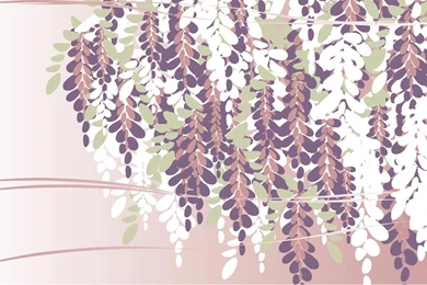 Wisteria : Desktop And Mobile Wallpapers : Wallippo