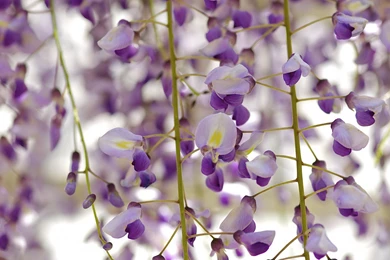 Wisteria Flower Wallpapers   Wallpaper.