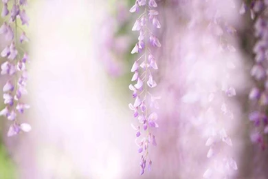 Wisteria Painting   Wallpaper.