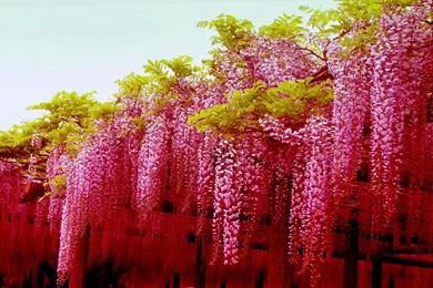 Download Free HQ Wisteria Wallpapers   Hqwallbase.pw
