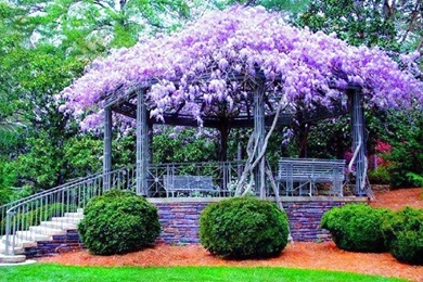 Gazebo With Purple Wisteria   (
