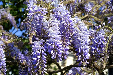 Wisteria Wallpapers