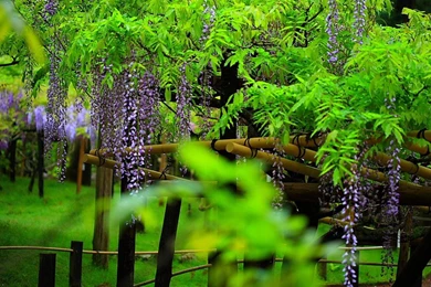 Model 12 Wisteria Photo