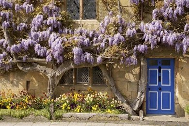 FLOWERING WISTERIA COVERED COTTAGE IN ENGLAND WALLPAPER   (