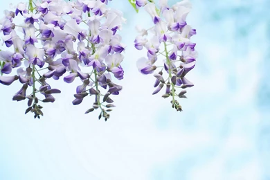 Wisteria HD Wallpapers 7 － Flower Wallpapers   Free Download ...