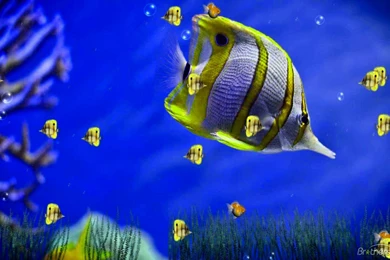 Wallpapers Girl Anime – 1920×1080 High Definition Wallpapers ...