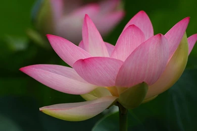 Dream Beautiful Lotus Flower Close up Photography Desktop ...