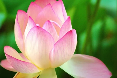 Free Flower Wallpapers Cosmos Wallpapers 1024x768 Wallpapers Index ...