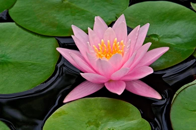 Lotus Flower Desktop Wallpapers ~ Toptenpack.com