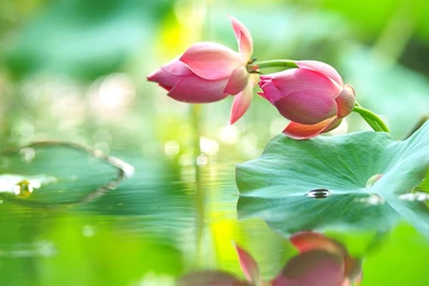 Flowers: Lotus Green Lake Pink Water Flower Tapet Desktop ...