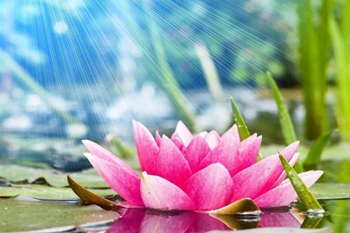 Lotus Flower HD Wallpapers