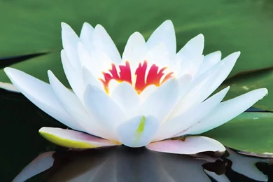 Top 5 Lotus Flowers HD Desktop Wallpapers Free Download   Purple ...