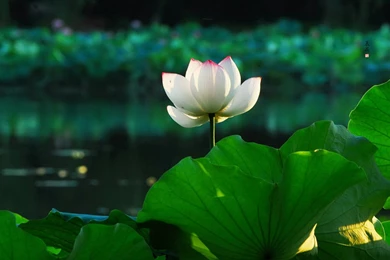 West Lake Lotus Beauty Photography Wallpapers 6 － Landscape ...