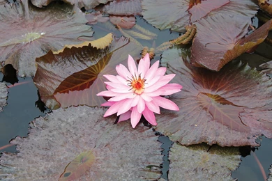 Full HD Wallpapers + Nature, Pink, Flowers, Leafs, Lotus, Water