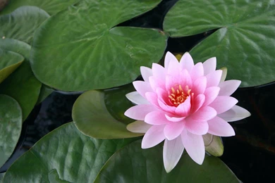 Lotus Wallpapers HD Download