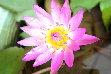 Lotus Beautiful Lotus Flower Wallpapers – Fine HD Wallpapaper RR