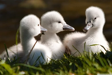 Sweet Baby Swans Wallpapers Full HD [2560x1600]   Free Wallpapers ...