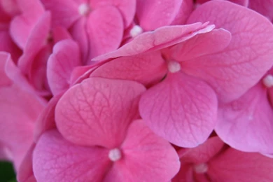 Pink Petals Wallpaper Backgrounds 1920x1080 1080p Hd Wallpaper