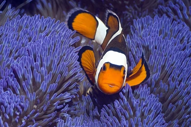 Tropical Fish Clownfish Desktop Backgrounds HD 1920x1200