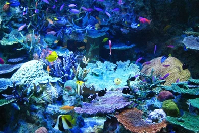 Tropical Fish Wallpapers   Just For Sharing