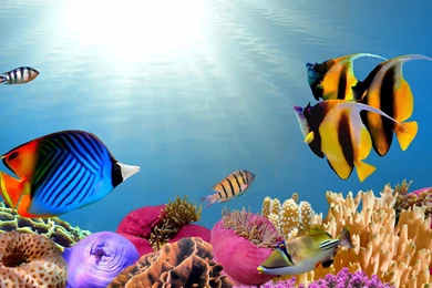Colorful Tropical Fish Desktop Backgrounds HD 1920x1080