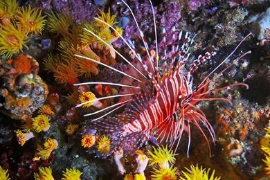 Fantastic Tropical Fish Wallpapers And Images   Wallpapers ...